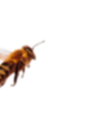 bee2_blur