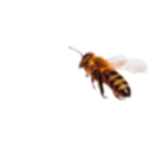 bee5_blur